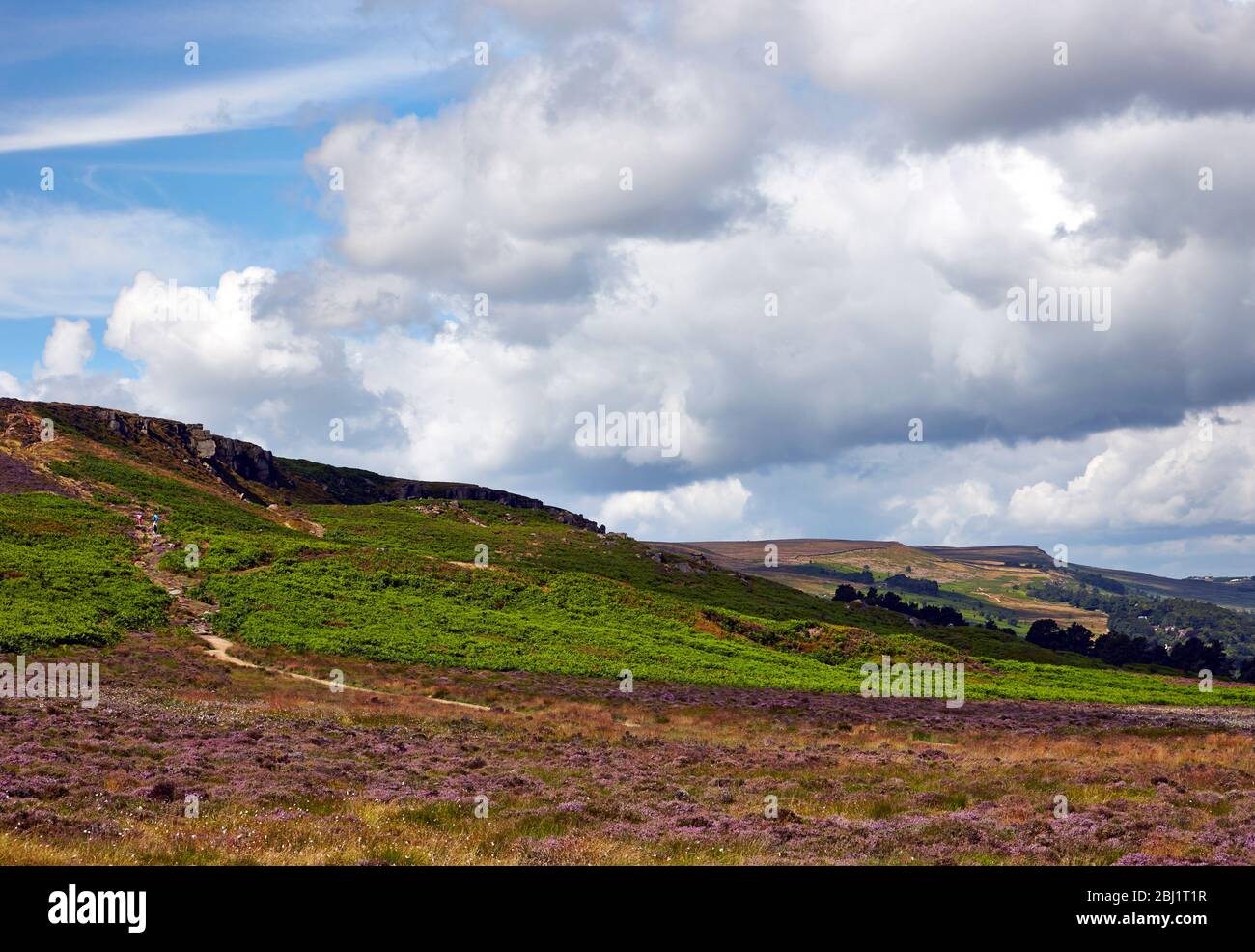 Erica viola su Ilkley Moor nel paesaggio estivo Foto Stock