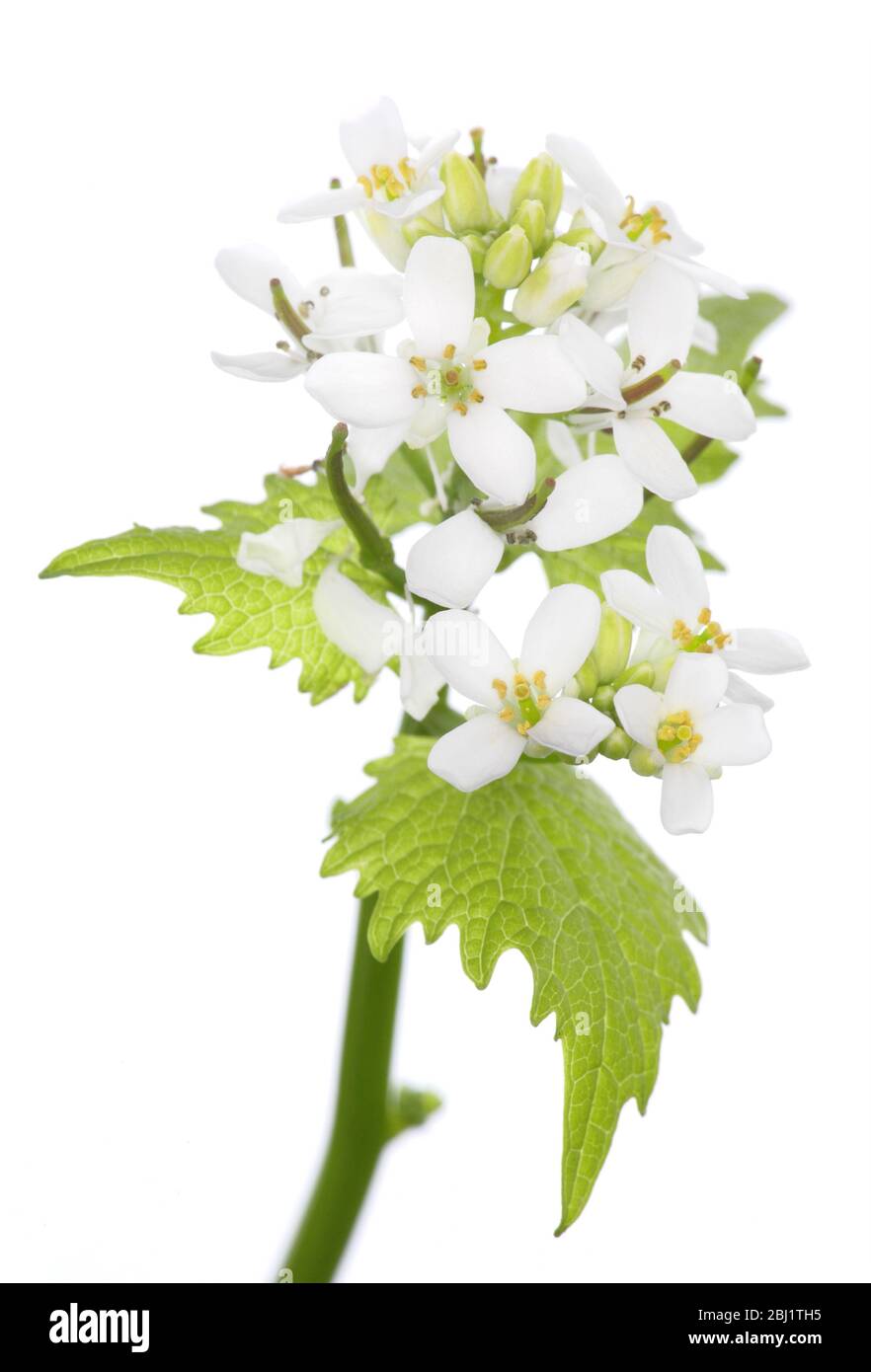 Una senape all'aglio (alliaria petiolata), fiore e fogliame, su sfondo bianco, da studio Foto Stock