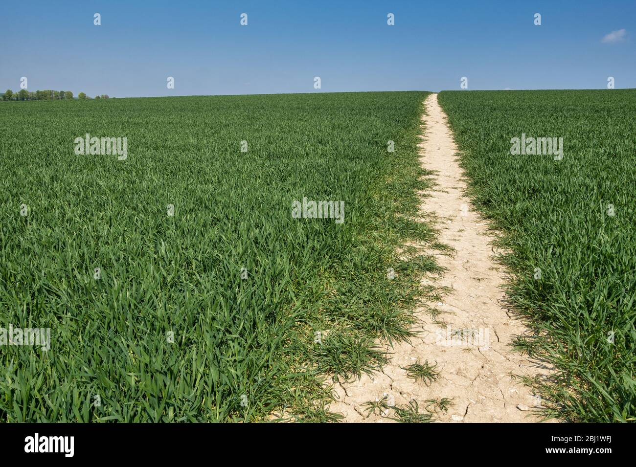 Percorso che passa attraverso un raccolto di grano giovane all'orizzonte Foto Stock