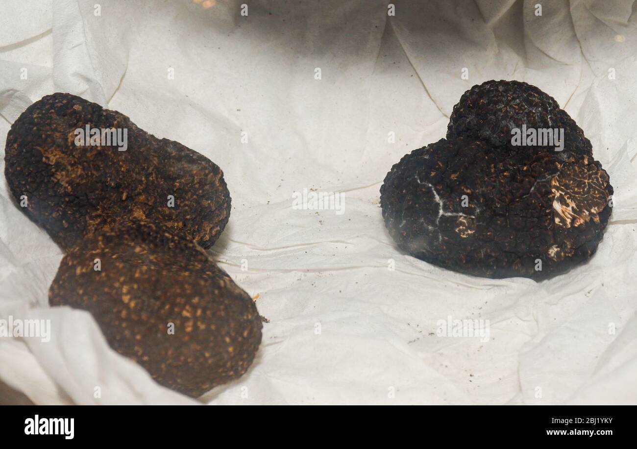 Un tartufo è il corpo fruttato di un fungo di ascomycete sotterraneo, prevalentemente una delle molte specie del genere Tuber. Oltre a Tuber Foto Stock