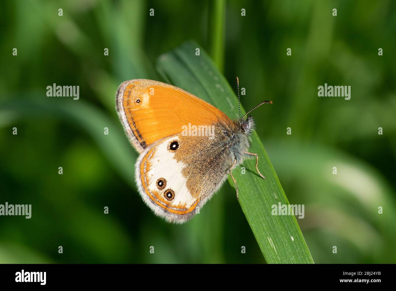 Primo piano di una farfalla nell'erba Foto Stock