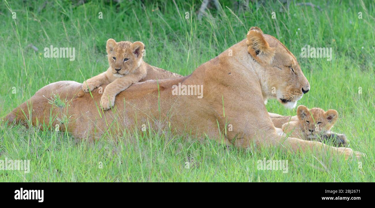 cucciolo di leone poggiato sulla schiena della mamma, altro cucciolo coccolato tra i piedi anteriori. Masai Mara, Kenya Foto Stock