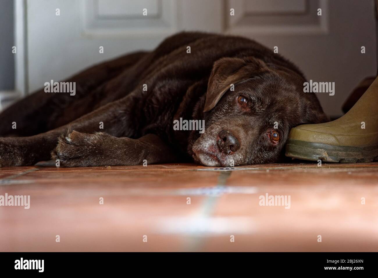 Labrador al cioccolato sdraiato su un pavimento in terracotta con stivali Wellington Foto Stock