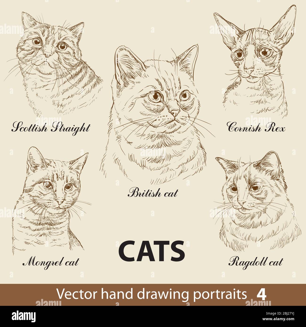 Set di disegno manuale di razze di gatti. Teste Cat isolate su sfondo beige. Ritratti realistici disegnati a mano vettoriale. Collezione di illustrazioni gatti. Parte 4 Illustrazione Vettoriale