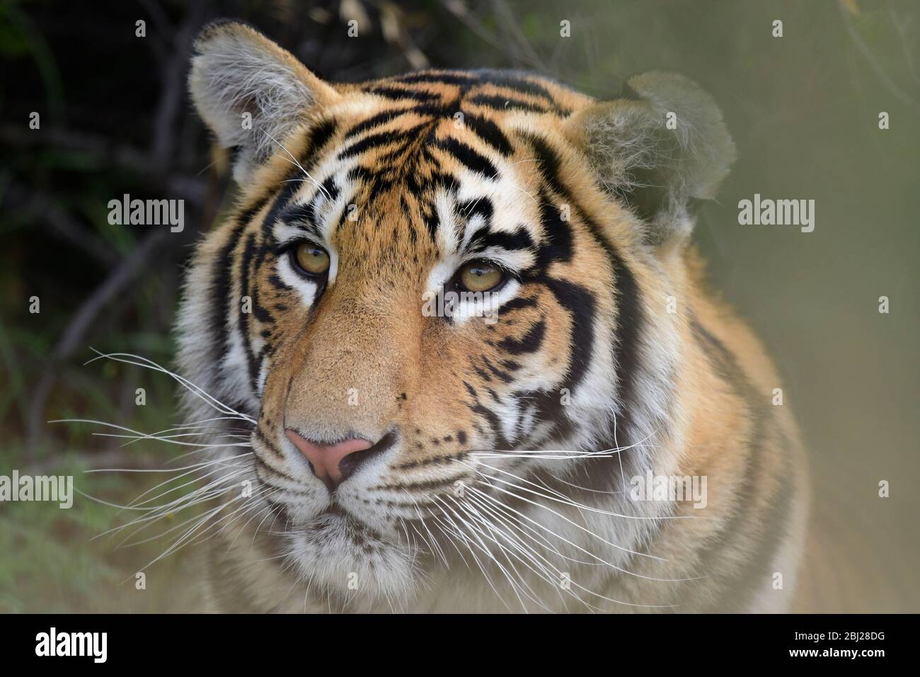 Tigre selvatiche, Canyons della tigre, Stato libero, Sudafrica. Sono allevati da John Varty come riserva per le tigri estinte in Asia. Foto Stock