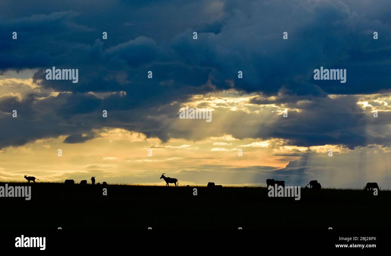 Tramonto sulle pianure della riserva Mara vicino alla porta del fiume Talek, Kenya Foto Stock