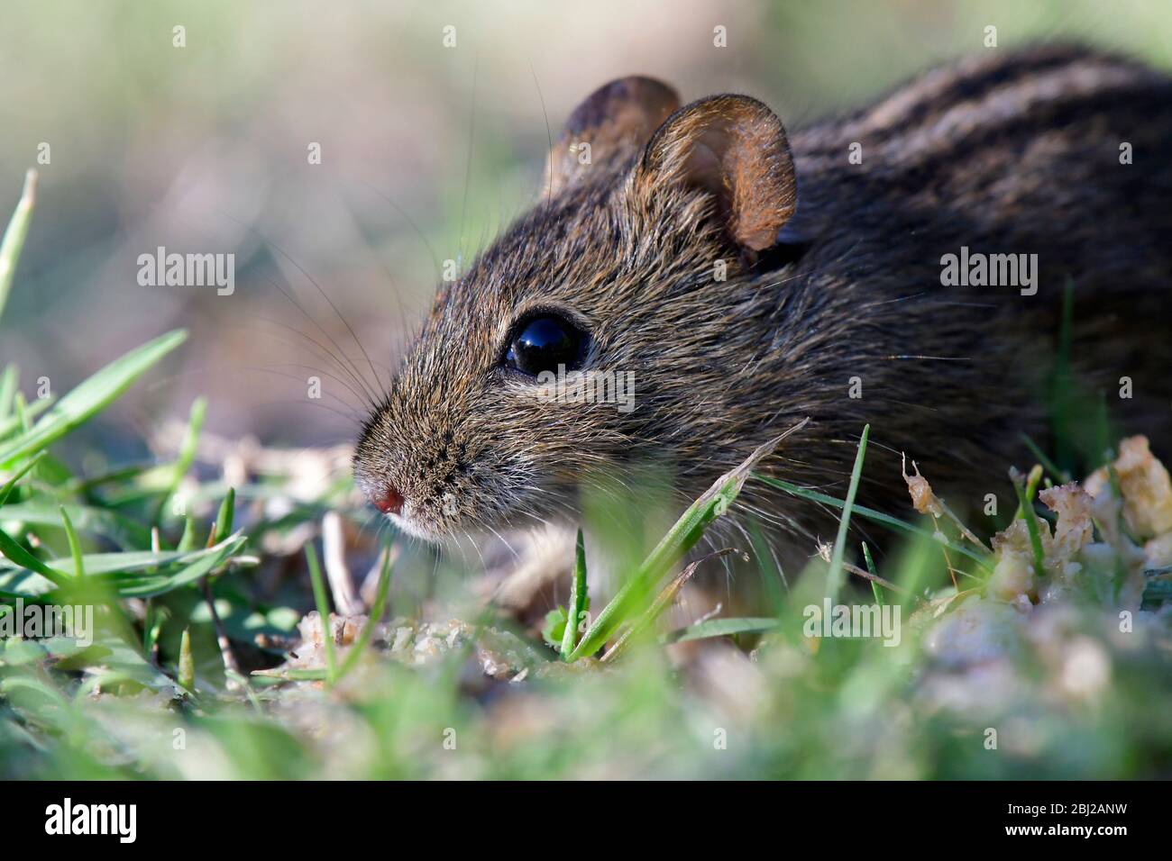 Vita naturale in Africa. Mouse da campo a strisce in erba verde Foto Stock