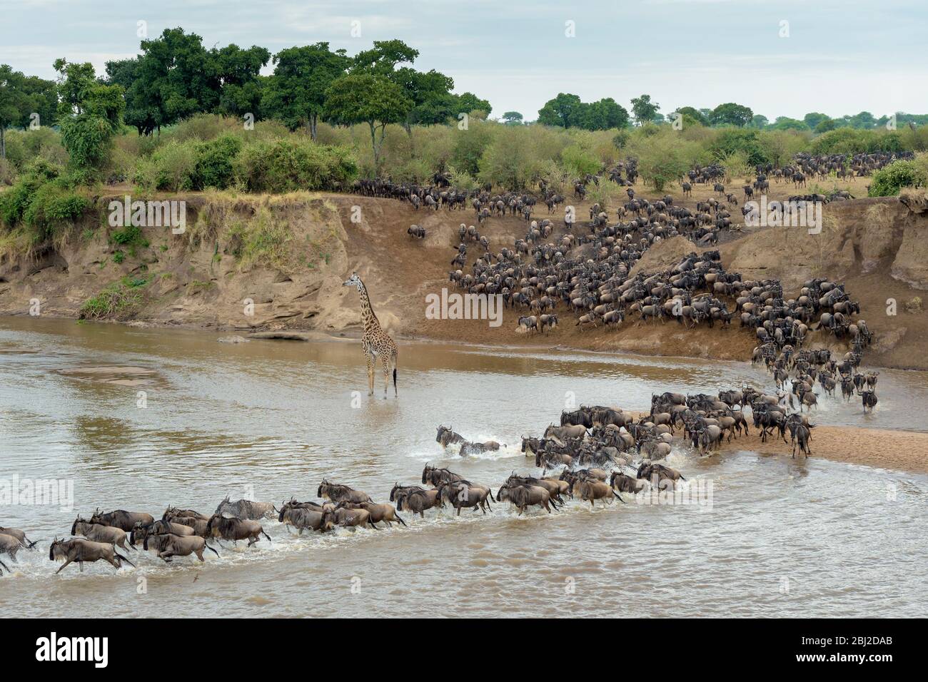 Blue wildebeest, brindato gnu (Connochaetes taurinus) mandria che attraversa il fiume Mara disturbato da una giraffa (Giraffa camelopardalis), nazionale serengeti Foto Stock