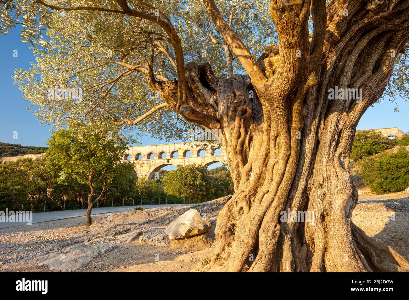 Antico ulivo e acquedotto romano - Pont du Gard vicino a Vers-Pont-du-Gard, Occitanie, Francia Foto Stock