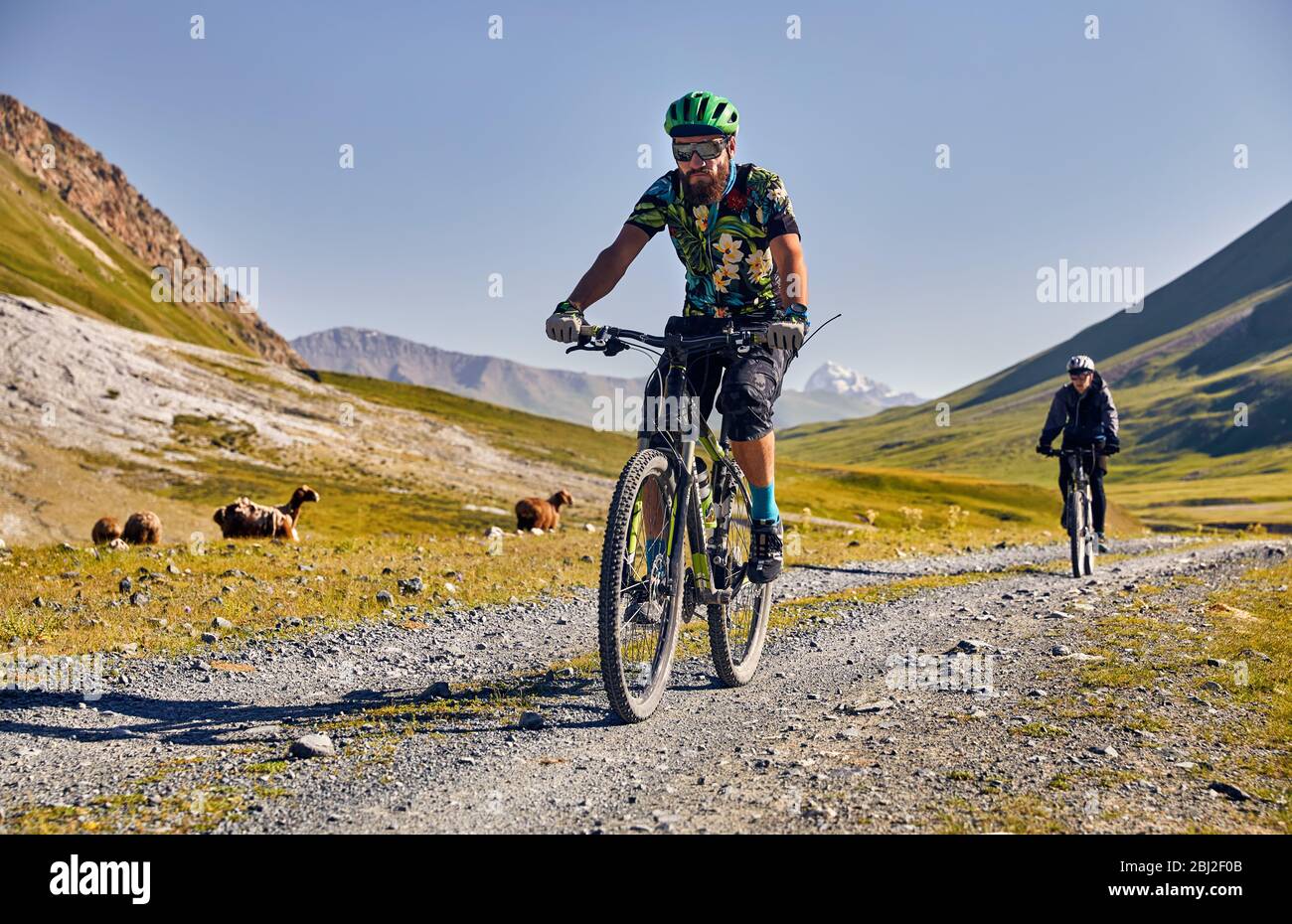 Uomo in mountain bike sulla strada con ovini e caprini nella verde valle di montagna. Foto Stock