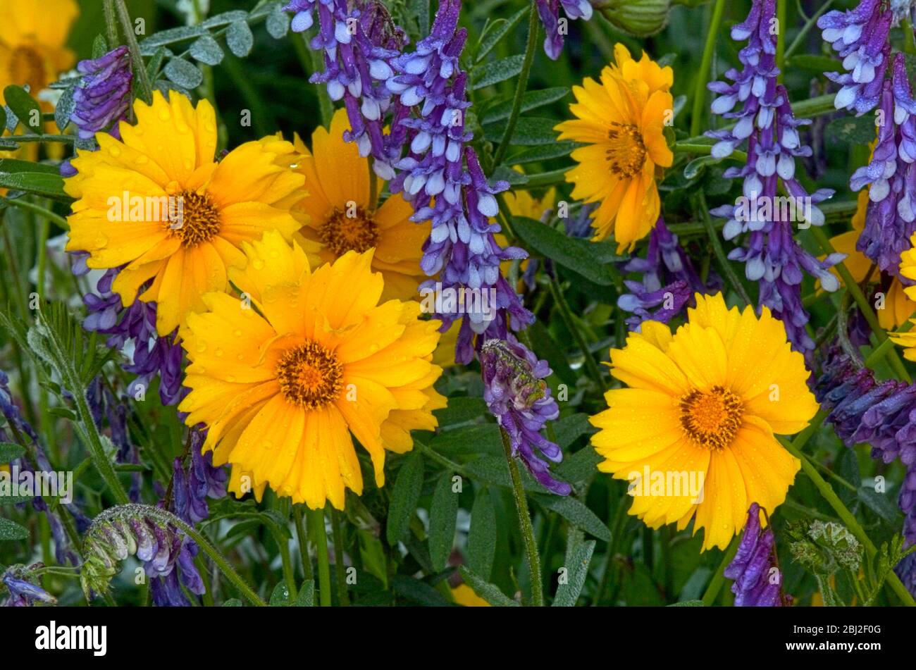Colorato Estate Wildflower Meadow con Coreopsis e Cow vetch Foto Stock