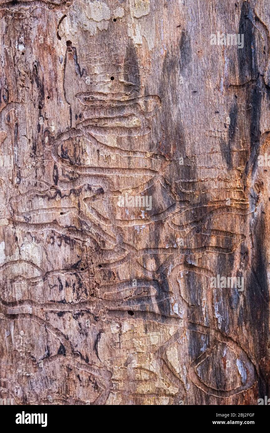 Emerald Ash Borer traccia in una foresta del Michigan Foto Stock