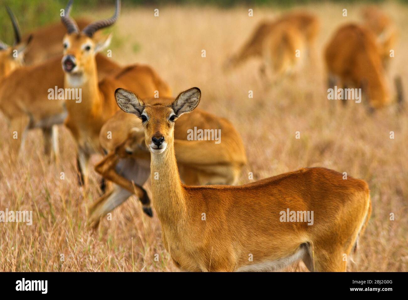 Le savane aperte del Parco Nazionale della Regina Elisabetta in Uganda costituiscono l'habitat ideale per i grandi mandrie di Kob Uganda, l'animale nazionale dell'Uganda Foto Stock