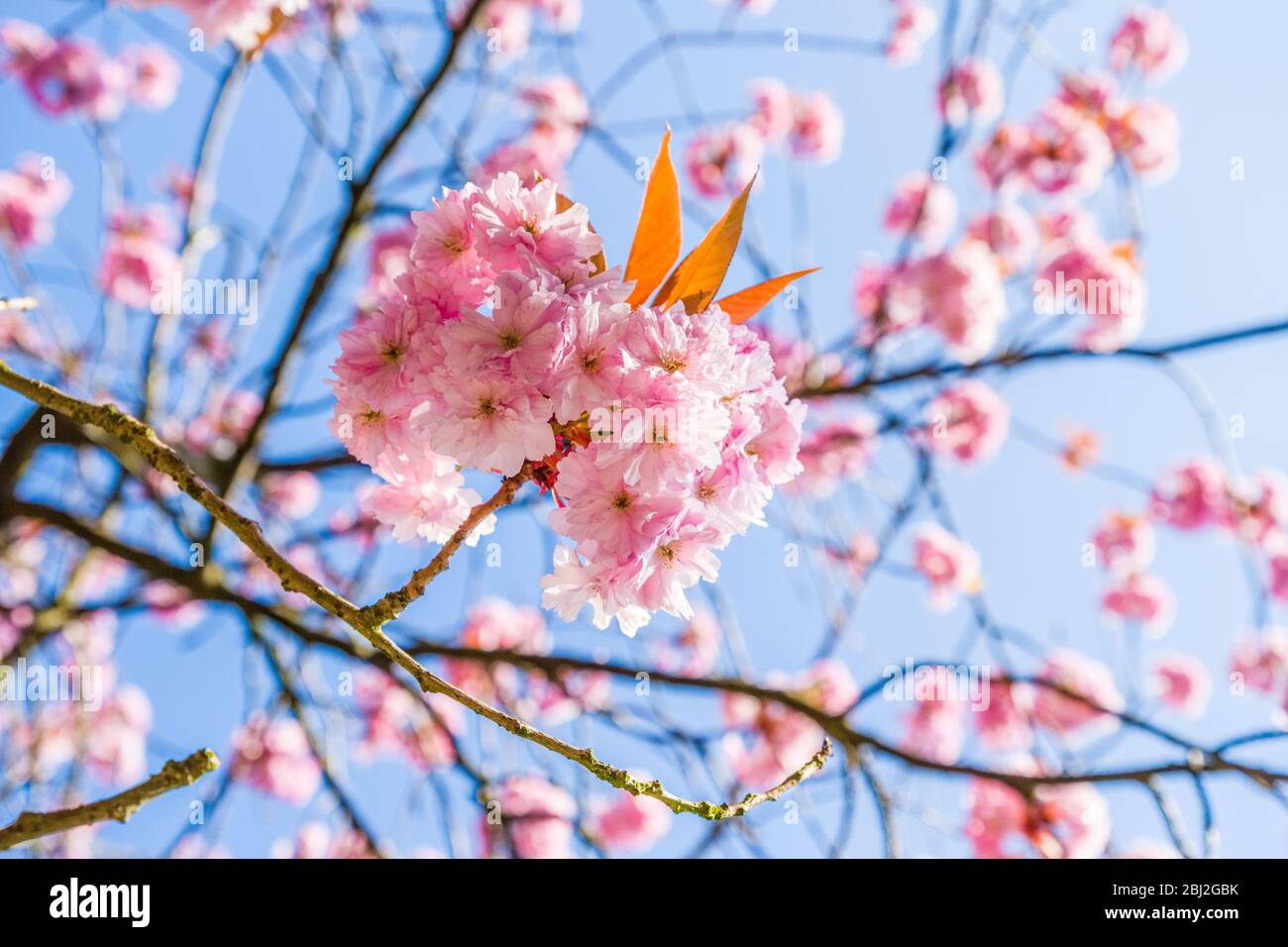 Fiore rosa contro un cielo blu in primavera Foto Stock