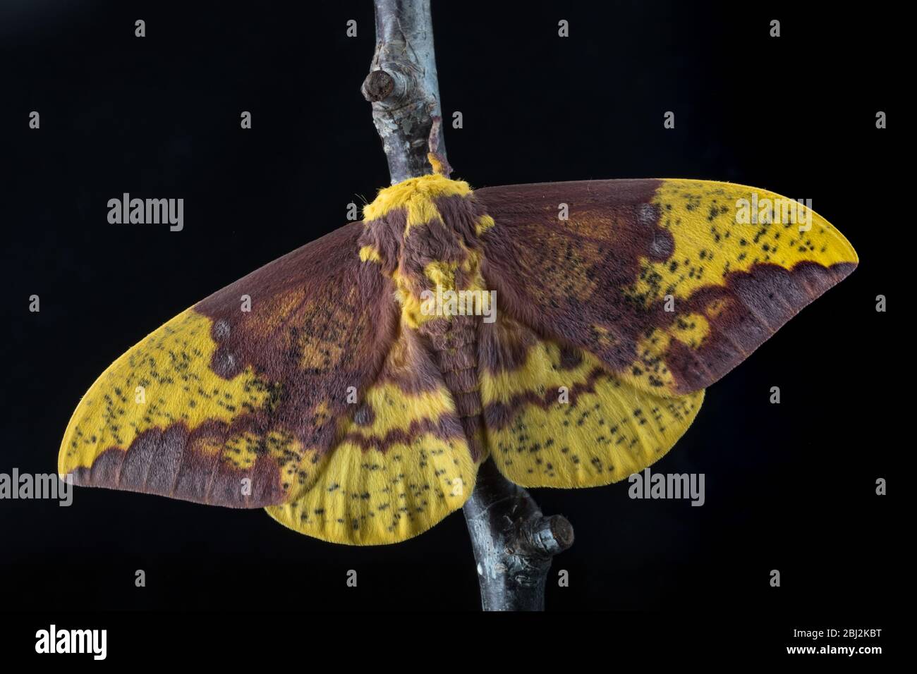 Imperial Moth, Eacles imperialis, su sfondo nero Foto Stock