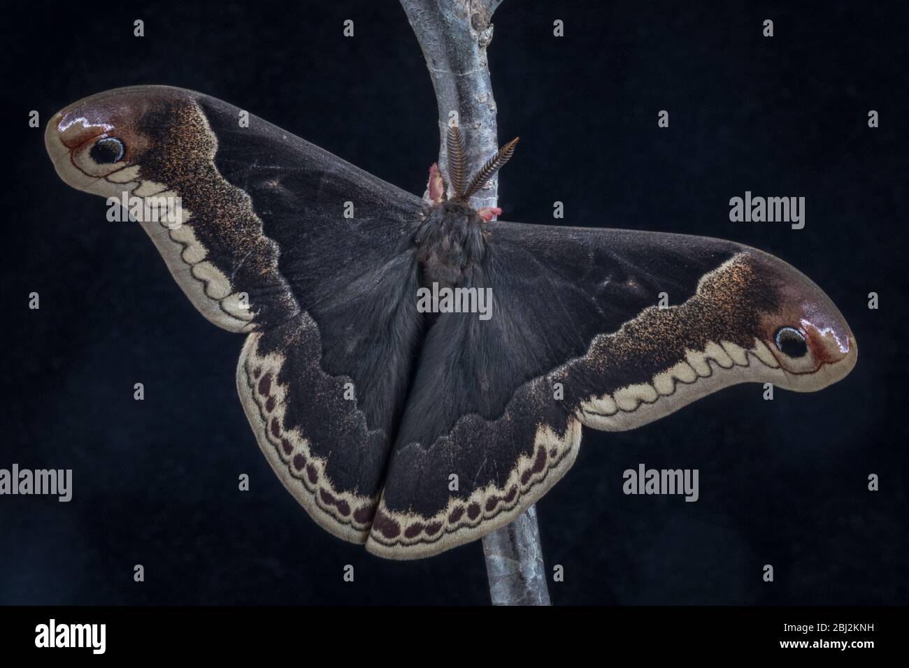 Promethea Moth, Callosamia Promethea, su sfondo nero Foto Stock