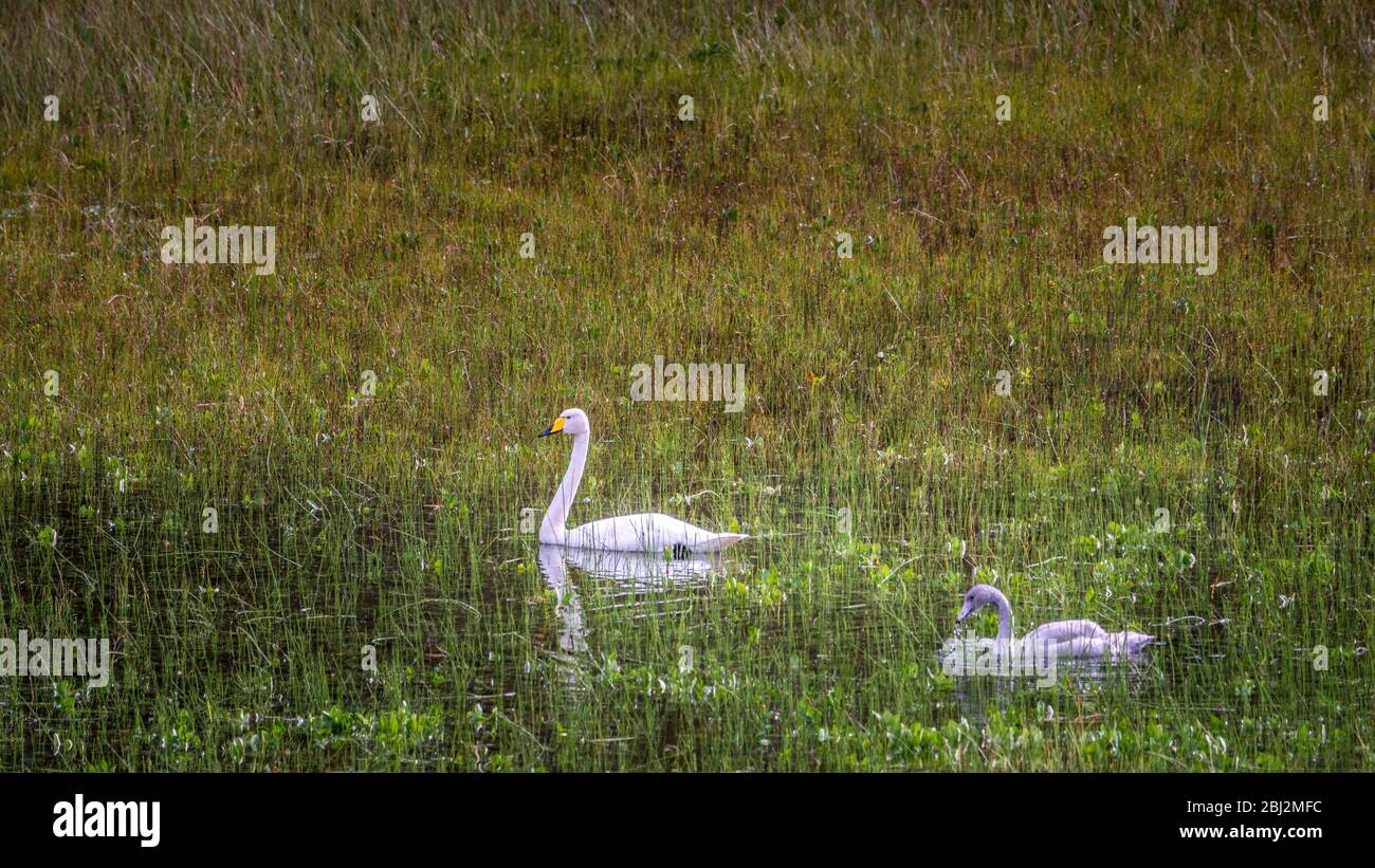 Norvegia, in estate, whooper swan Foto Stock