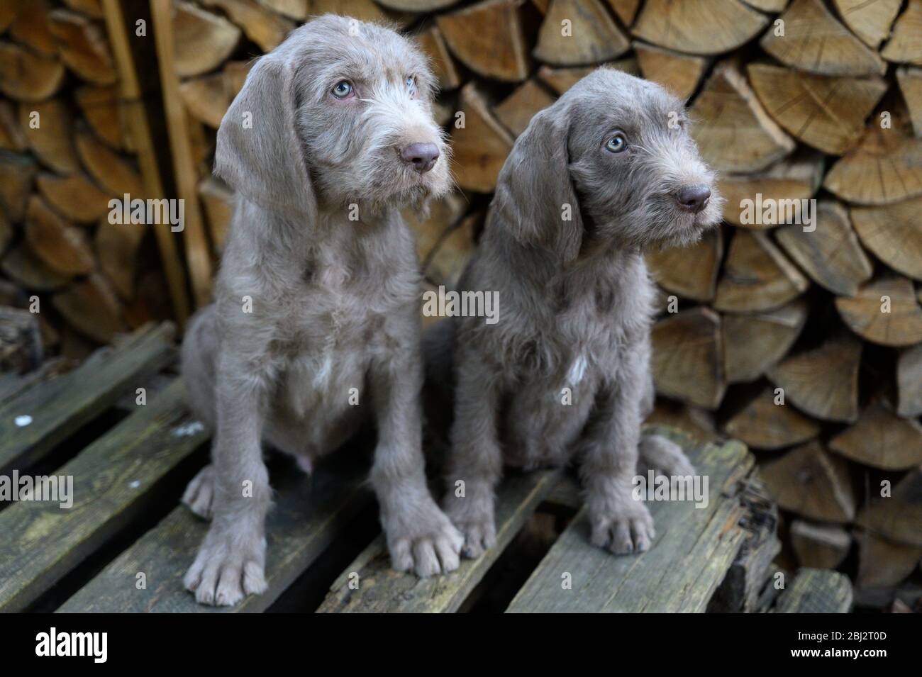 Due cuccioli di capelli grigi vicino ad un mucchio di legna da ardere. I cuccioli sono della razza: Lancetta slovacco a capelli tosse o lancetta slovacco a capelli londati Griffon Foto Stock