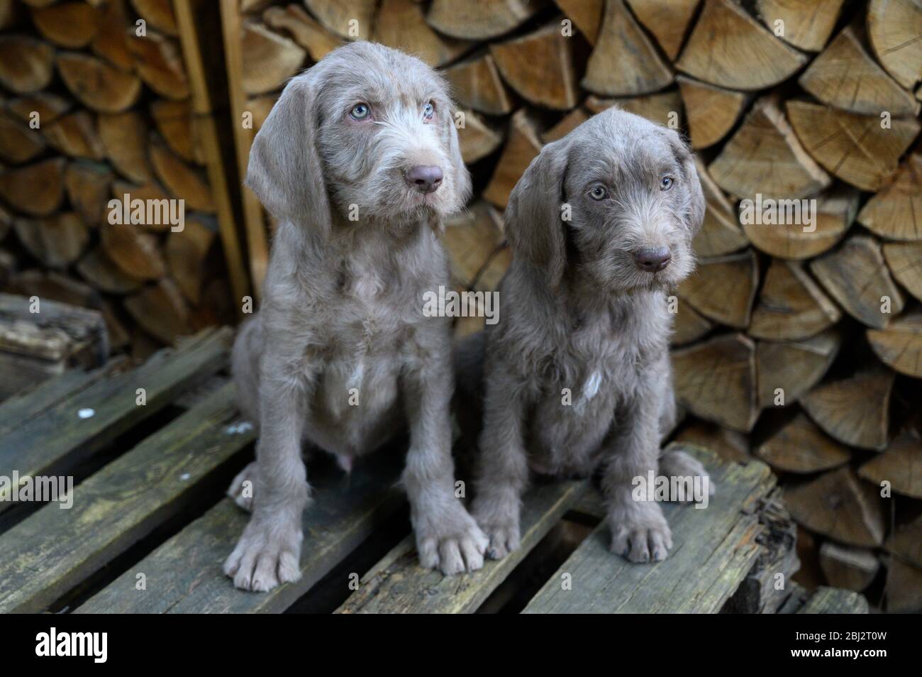 Due cuccioli di capelli grigi vicino ad un mucchio di legna da ardere. I cuccioli sono della razza: Lancetta slovacco a capelli tosse o lancetta slovacco a capelli londati Griffon Foto Stock