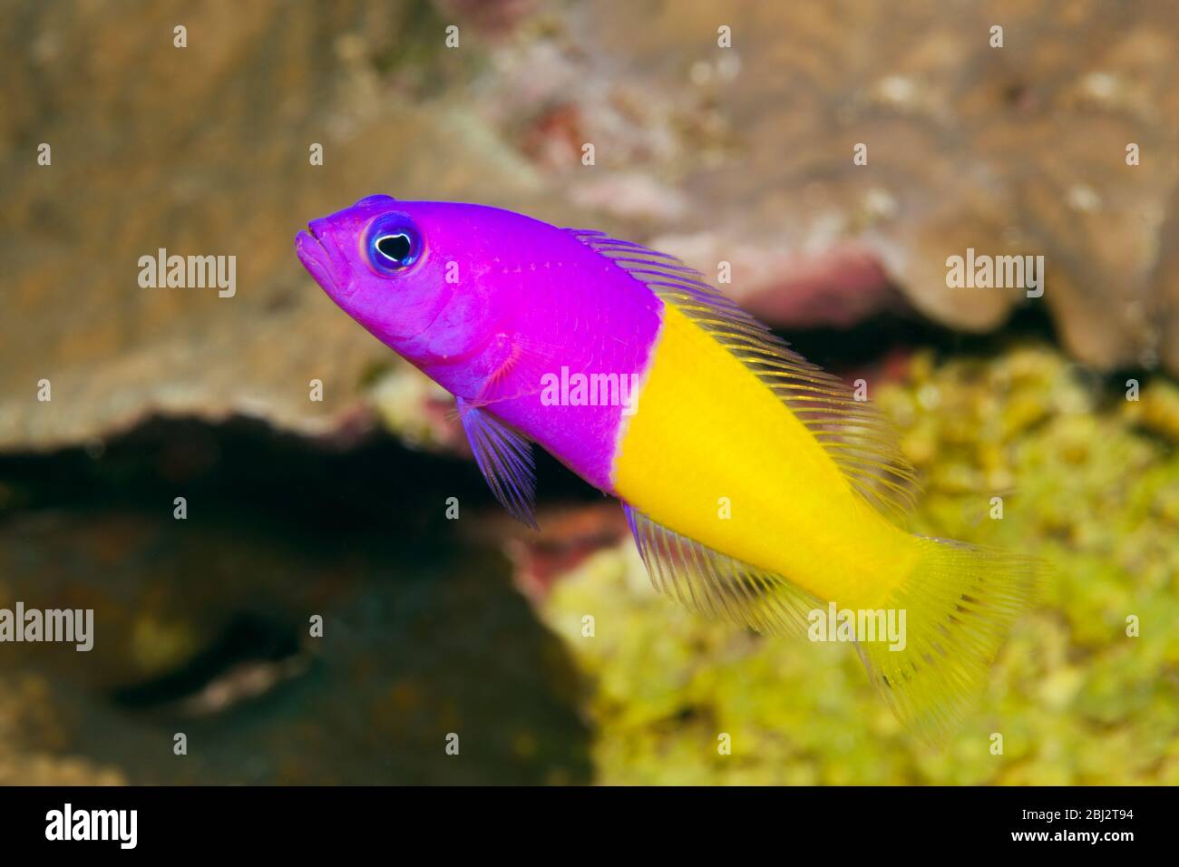 Dottyback bicolore, Pseudochromis paccagnellae, Kimbe Bay, New Britain, Papua Nuova Guinea Foto Stock