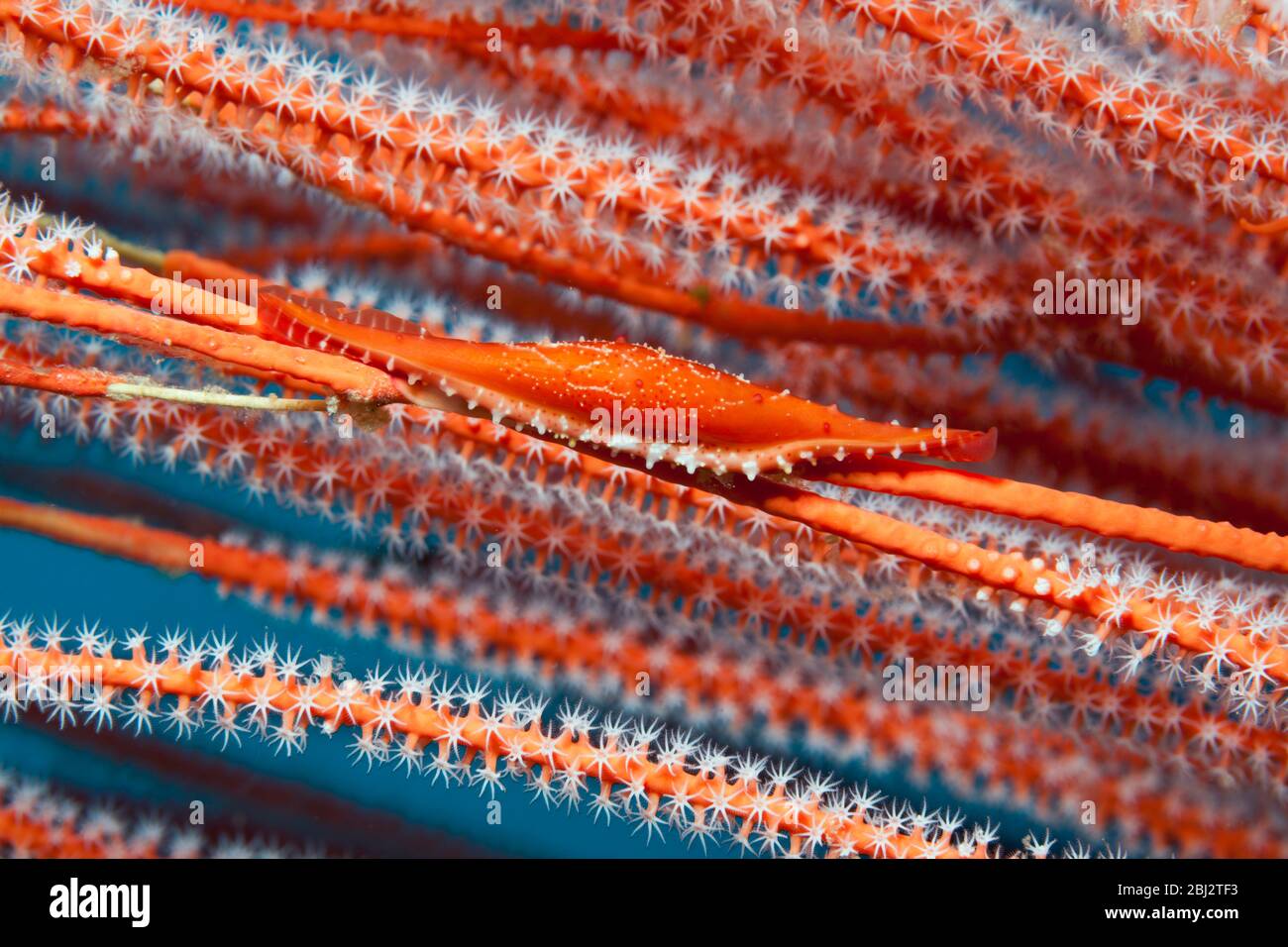 Allied Cowry, Phenacovola sp., Kimbe Bay, New Britain, Papua Nuova Guinea Foto Stock