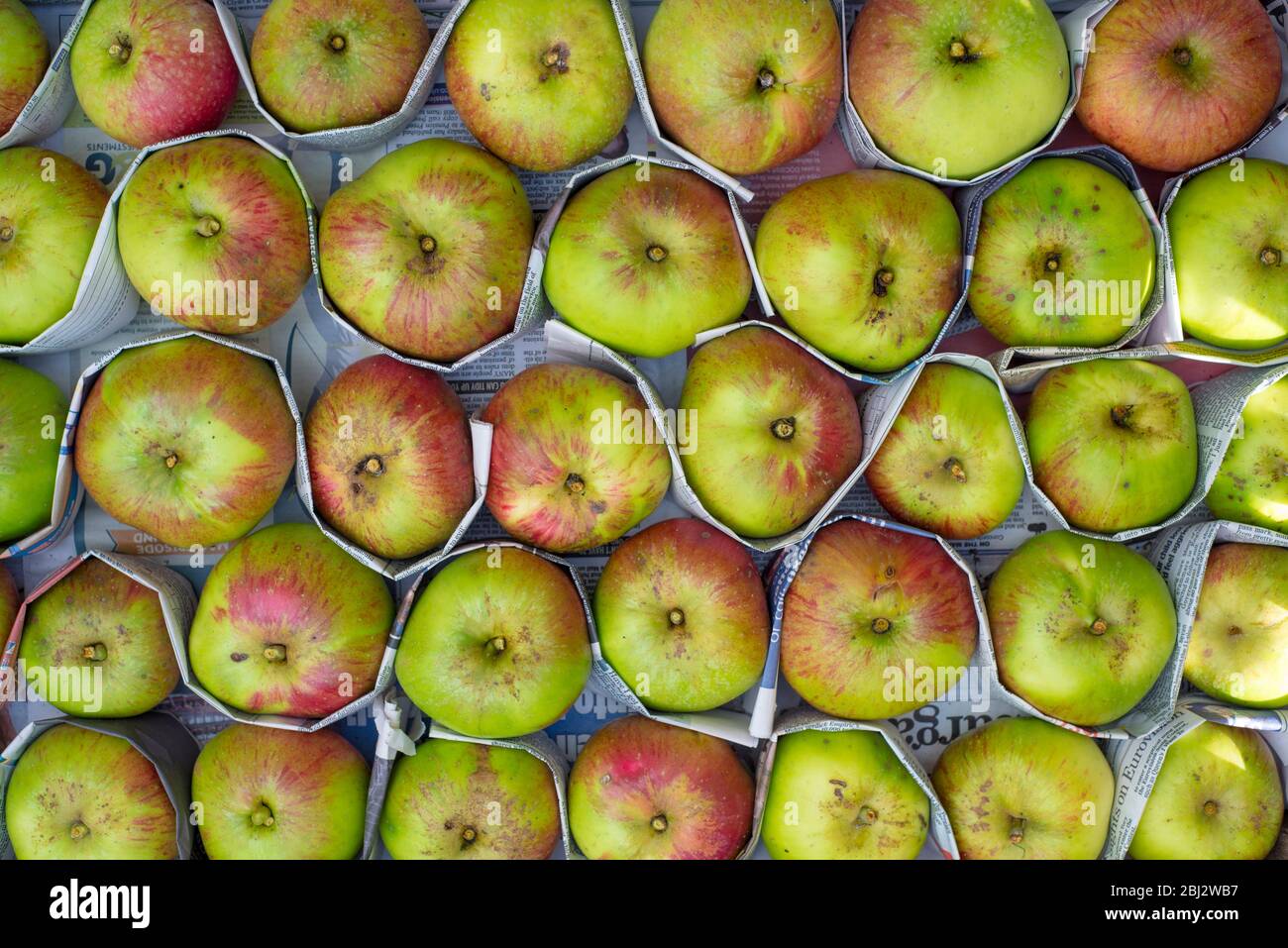 Le mele da cucina Bramley confezionate in giornale per la protezione. Foto Stock