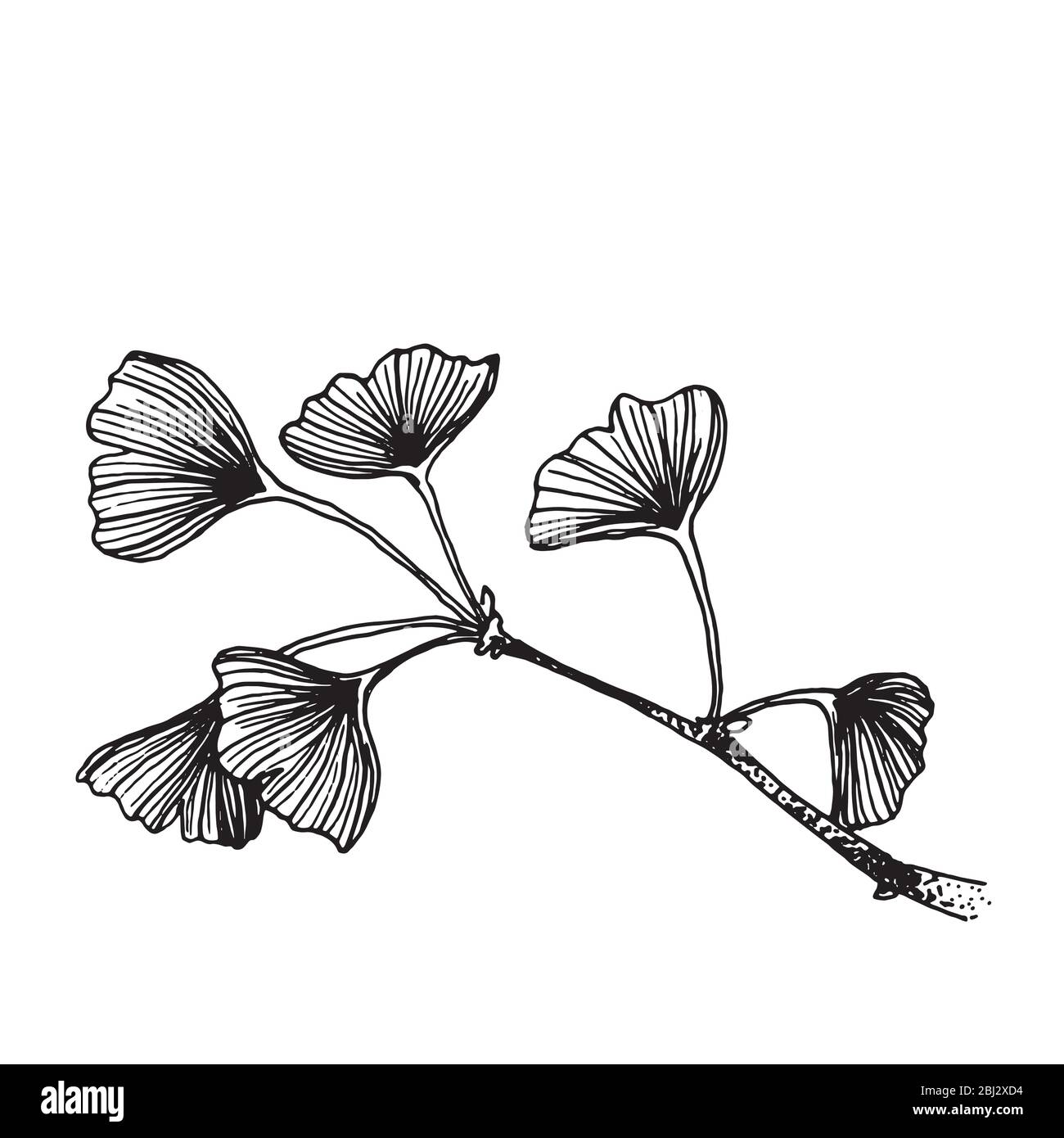 Ramo d'albero Ginkgo con disegno a mano delle foglie. Elegante schizzo bianco e nero. Illustrazione Vettoriale