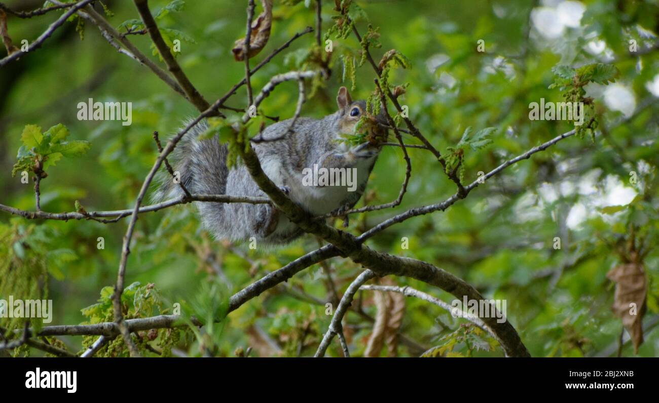 Scoiattolo grigio che foragga in cima ad un albero, Cornovaglia, Regno Unito Foto Stock