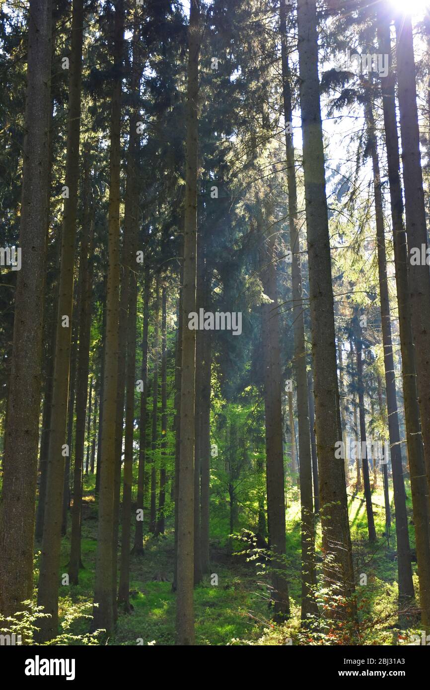 Raggi di sole tra tronchi nei boschi Foto Stock