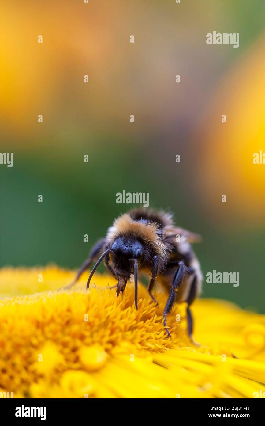 Bumblebee dalla coda bianca, Bombus lucorum' nutrirsi di un fiore di echinacea giallo. Birmingham, Inghilterra, Regno Unito Foto Stock