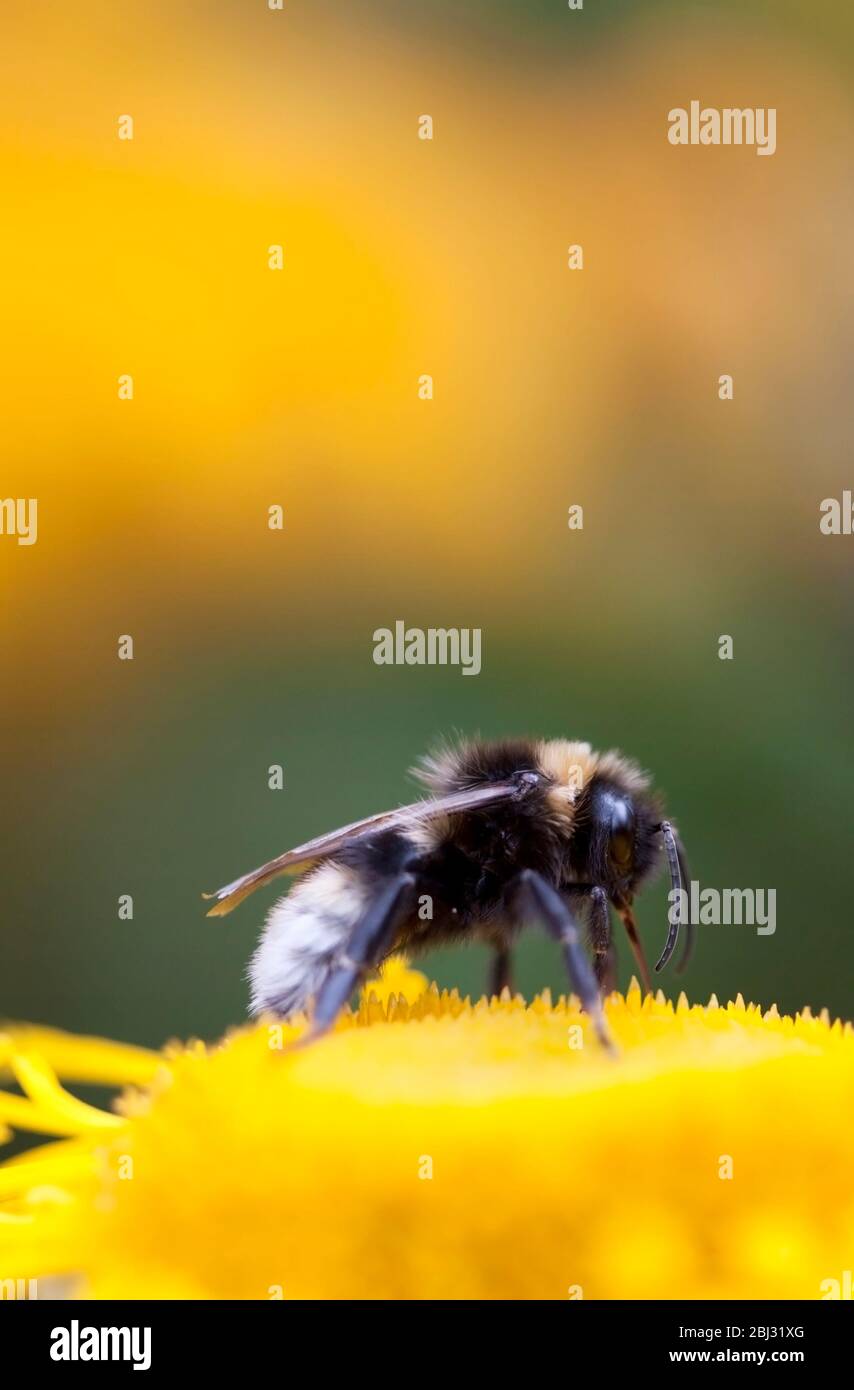 Bumblebee dalla coda bianca, Bombus lucorum' nutrirsi di un fiore di echinacea giallo. Birmingham, Inghilterra, Regno Unito Foto Stock