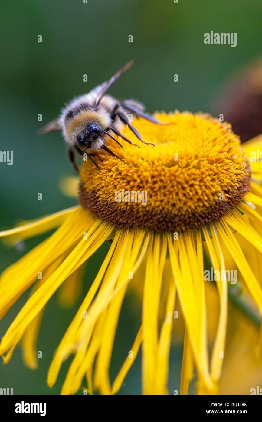 Bumblebee dalla coda bianca, Bombus lucorum' nutrirsi di un fiore di echinacea giallo. Birmingham, Inghilterra, Regno Unito Foto Stock