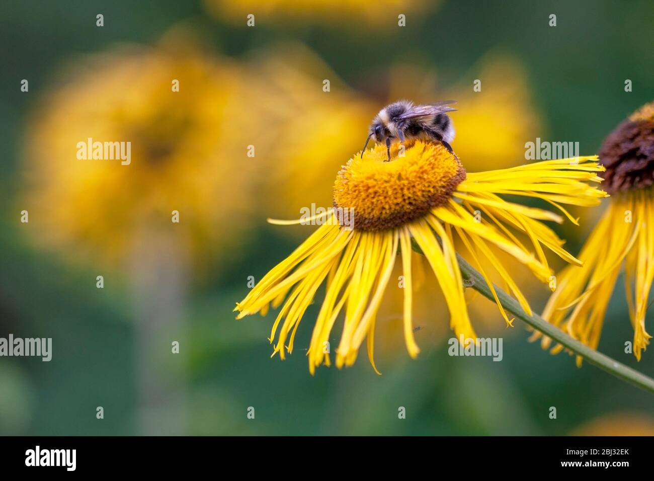 Bumblebee dalla coda bianca, Bombus lucorum' nutrirsi di un fiore di echinacea giallo. Birmingham, Inghilterra, Regno Unito Foto Stock
