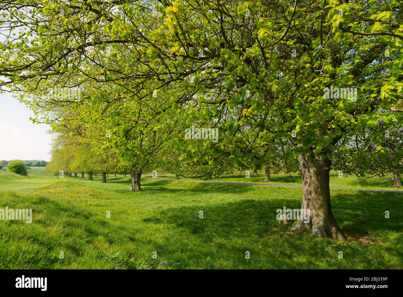 Bellissimo campo da golf fiancheggiato ora privo di persone a causa di epidemia di Corona virus e dopo il decreto governativo ordine di chiusura. Foto Stock