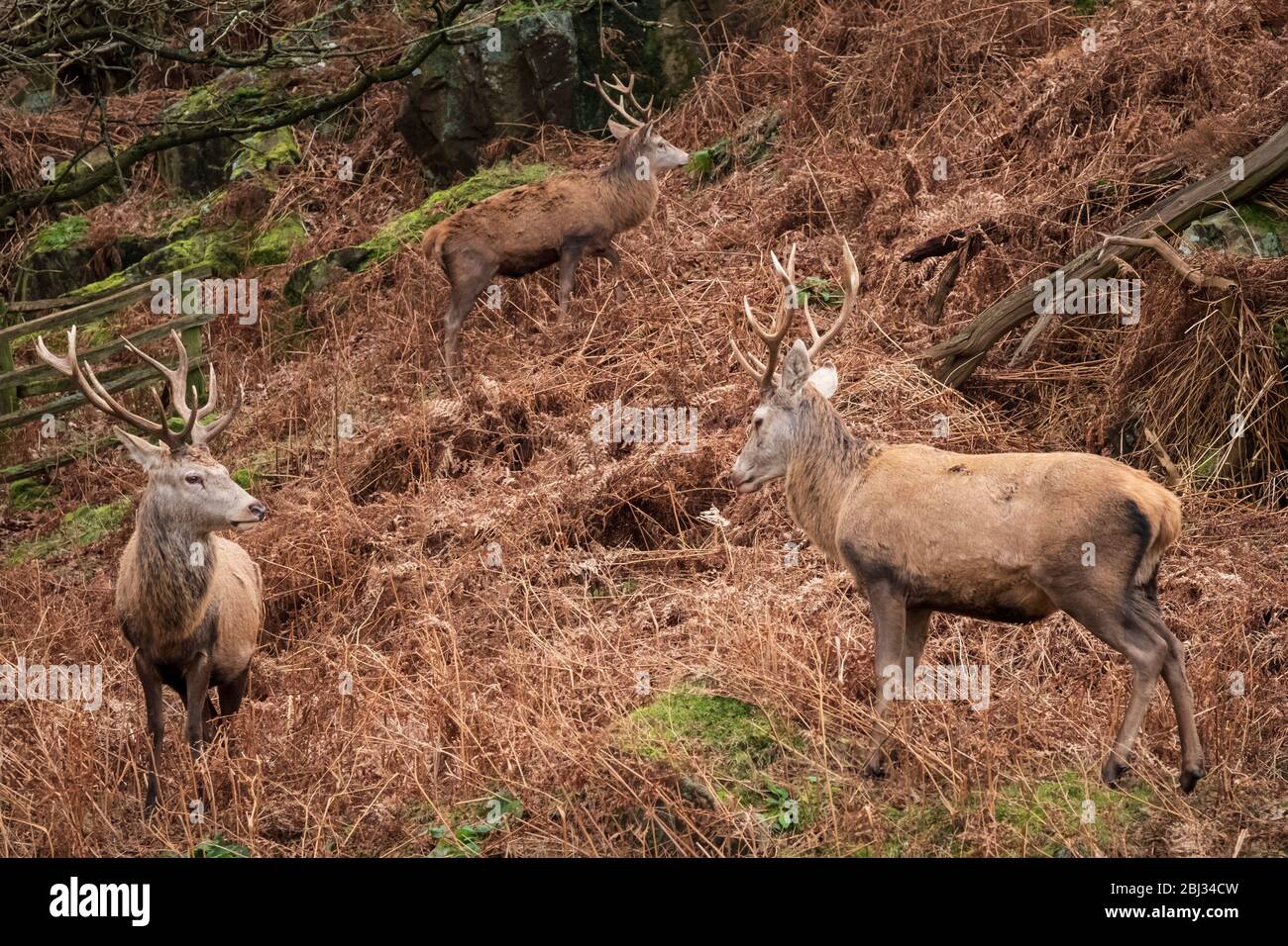 Cervi rossi stracci nei loro camici invernali marroni in bracken. Foto Stock
