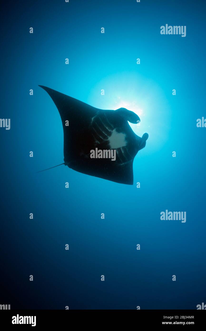 Black Manta Ray, Manta birostris, Kimbe Bay, New Britain, Papua Nuova Guinea Foto Stock