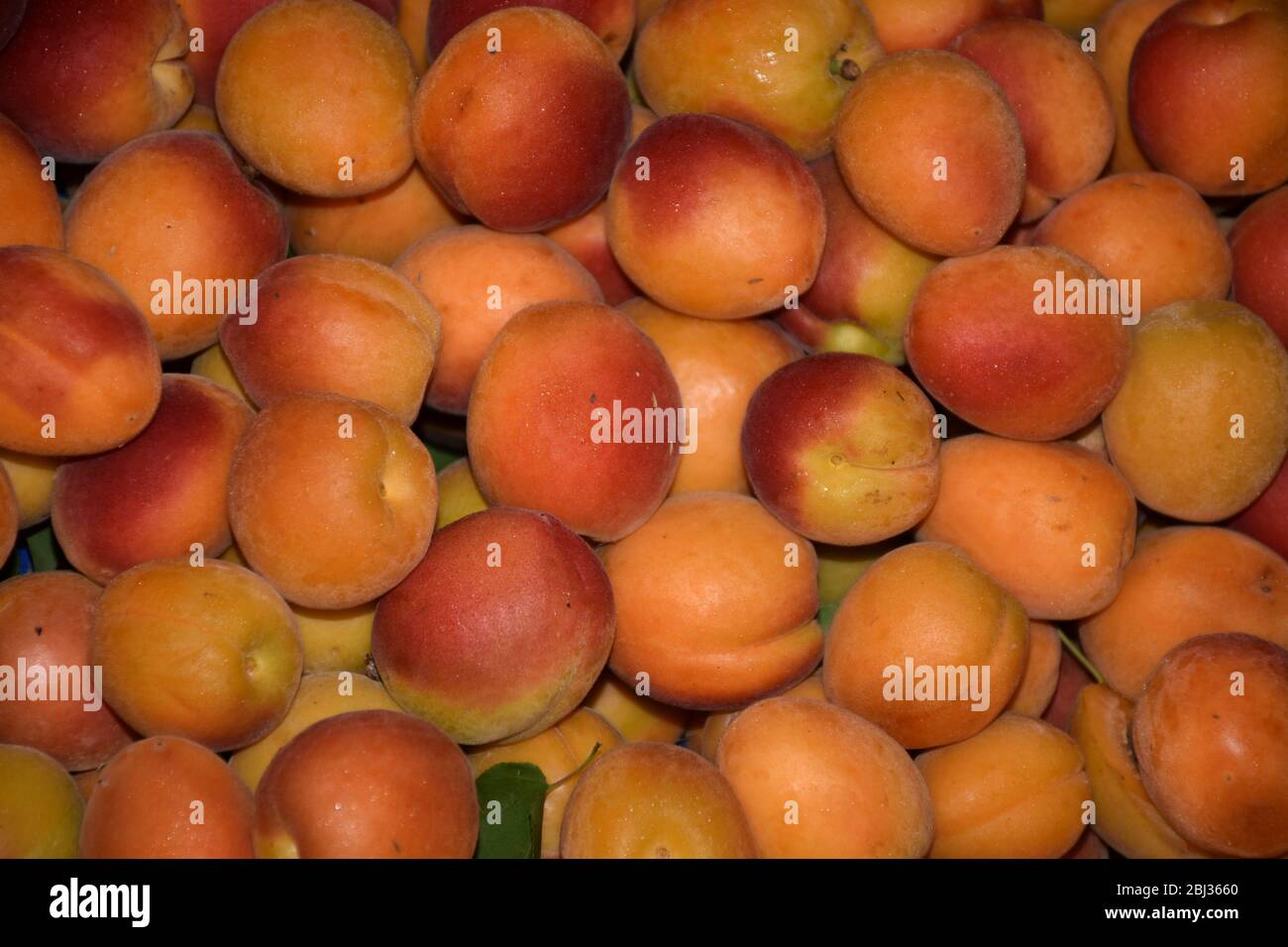 Albicocche fresche in una stalla di mercato in Turchia. Foto Stock