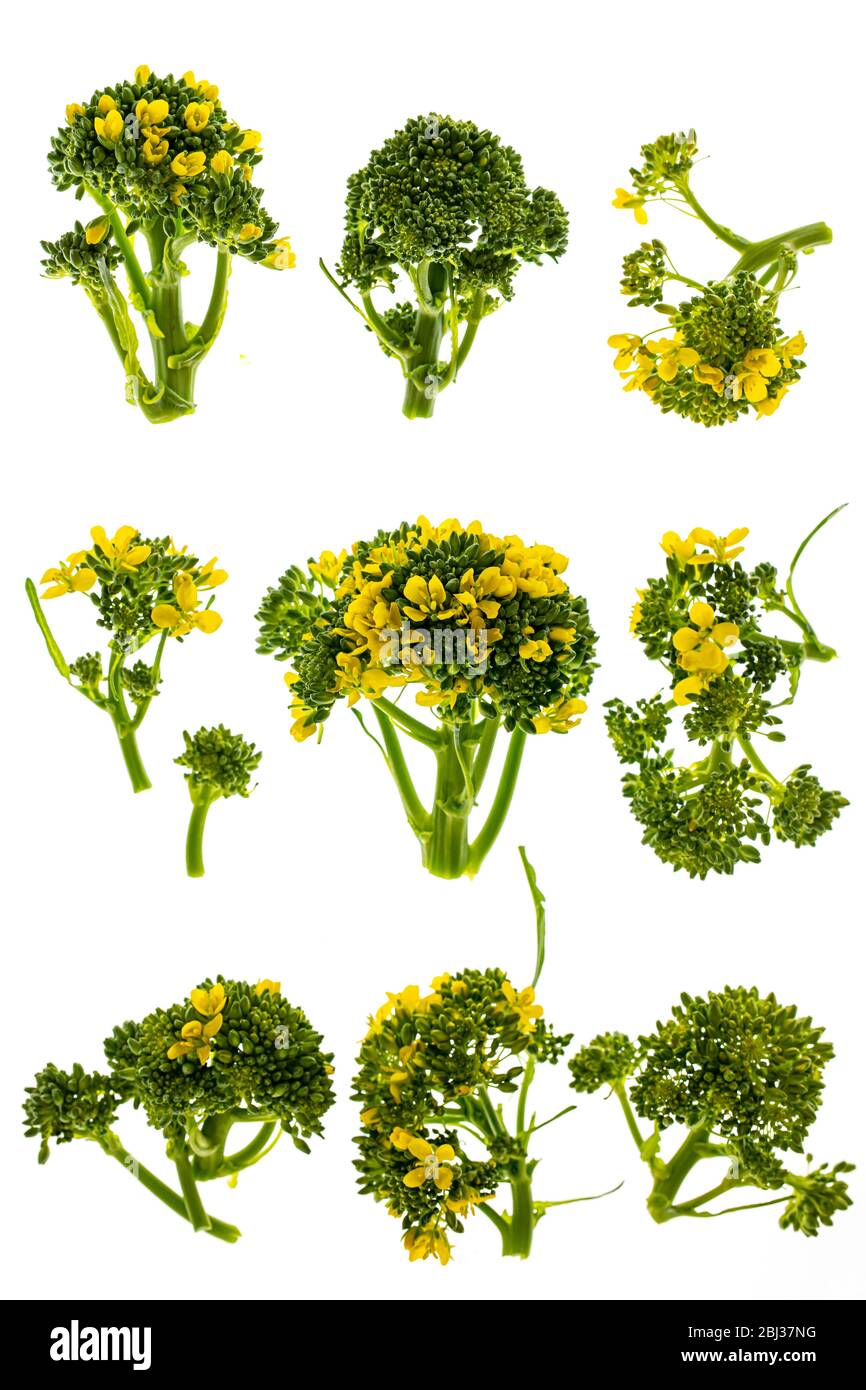 Fiore di broccoli immagini e fotografie stock ad alta risoluzione - Alamy