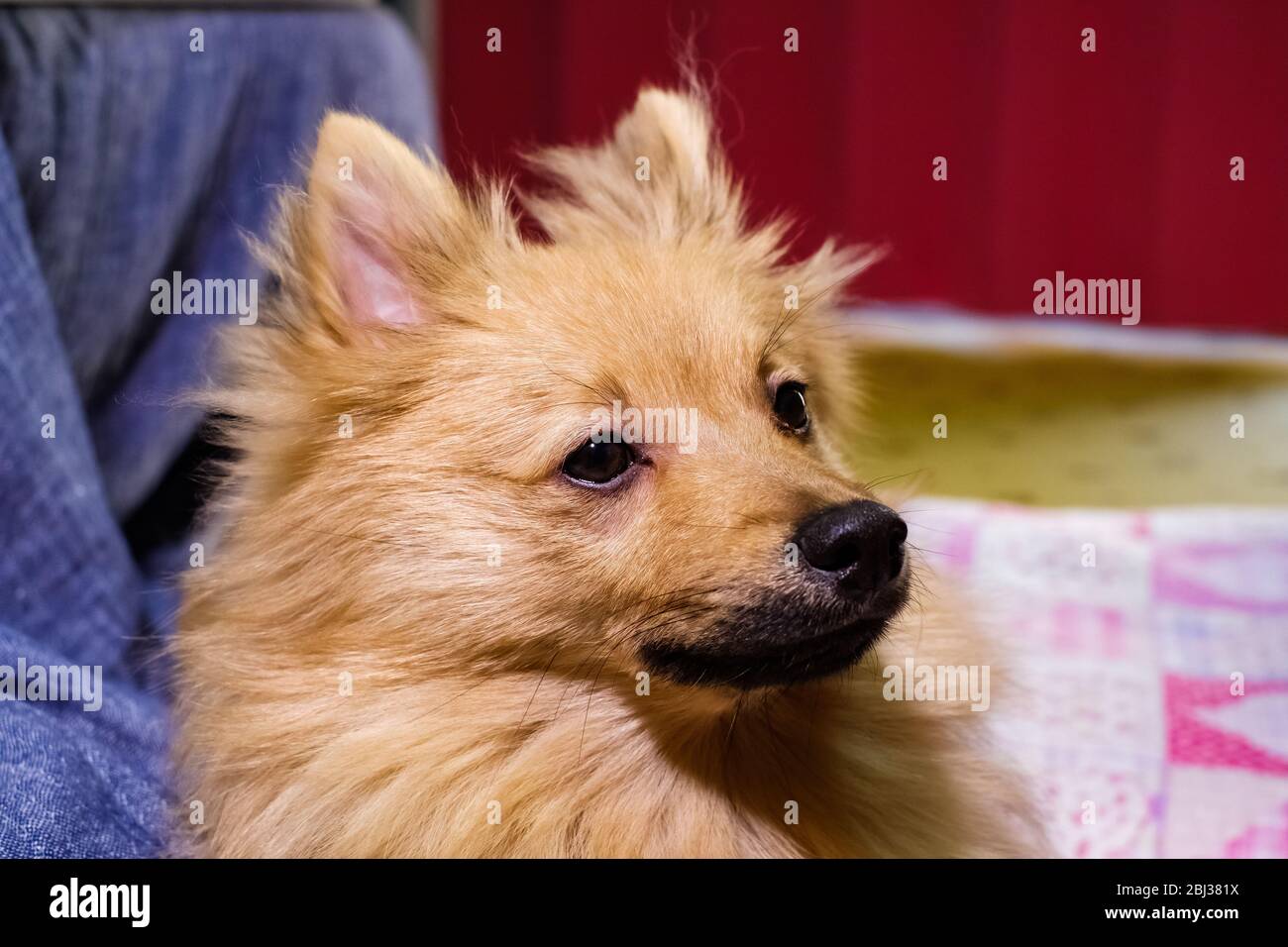 Tempo di riposo del cucciolo Foto Stock