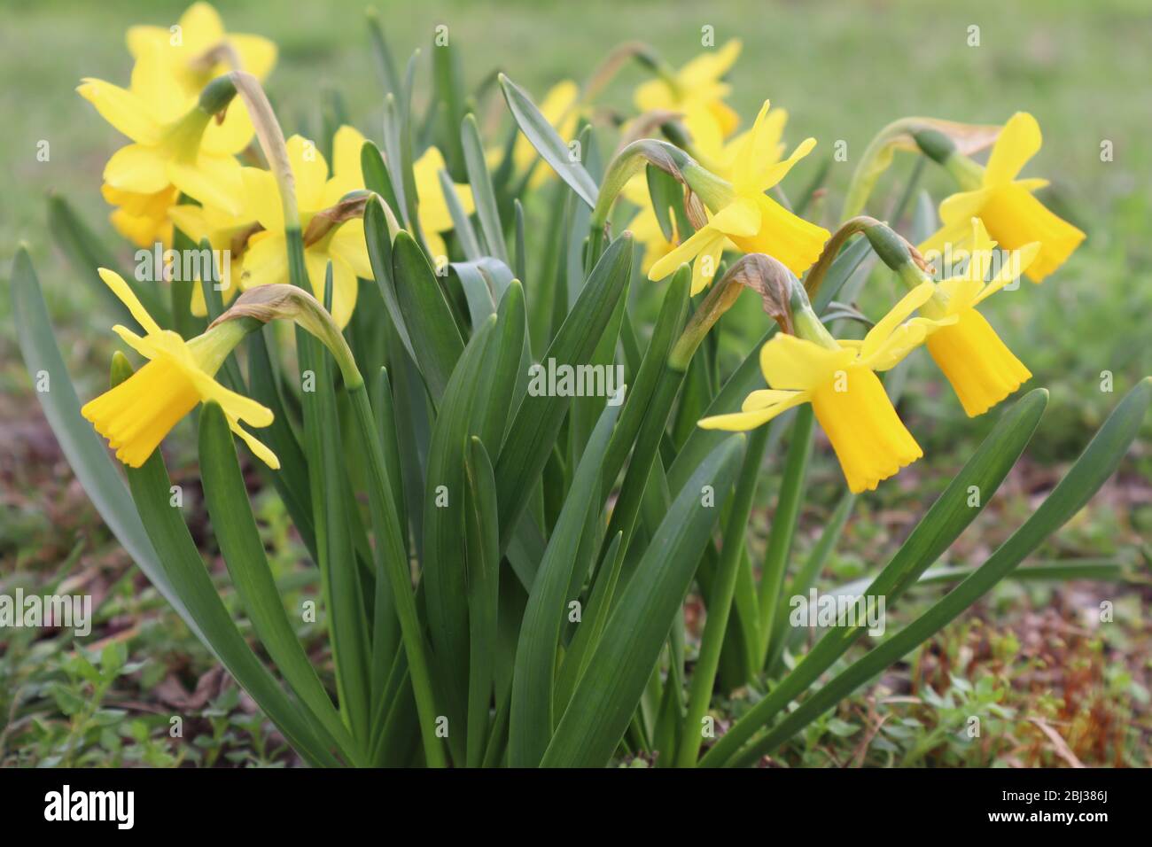 Splendidi e lussureggianti Daffodils fioriscono in primavera, Fiori gialli, Nuova vita, Innocenza, primavera Foto Stock