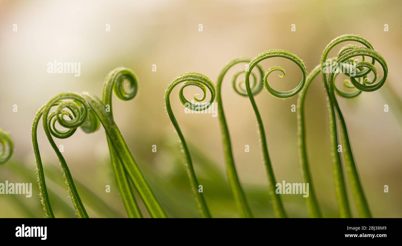 Primo piano delle foglie a spirale di Polipodiopsida. Foto Stock