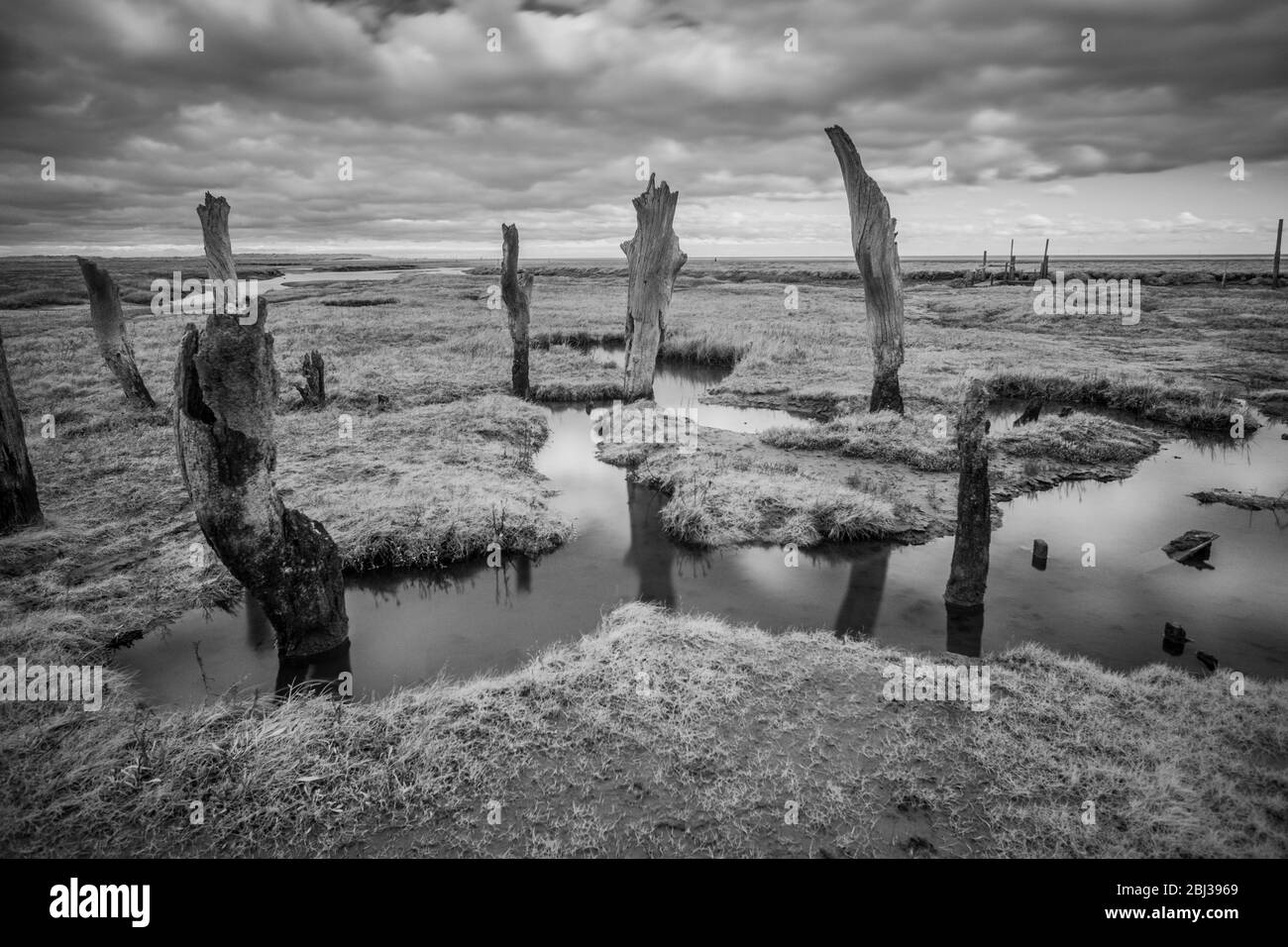 Pali di legno antichi in salmarsh, Thornham, Norfolk, Inghilterra. Immagine a infrarossi in bianco e nero. Foto Stock