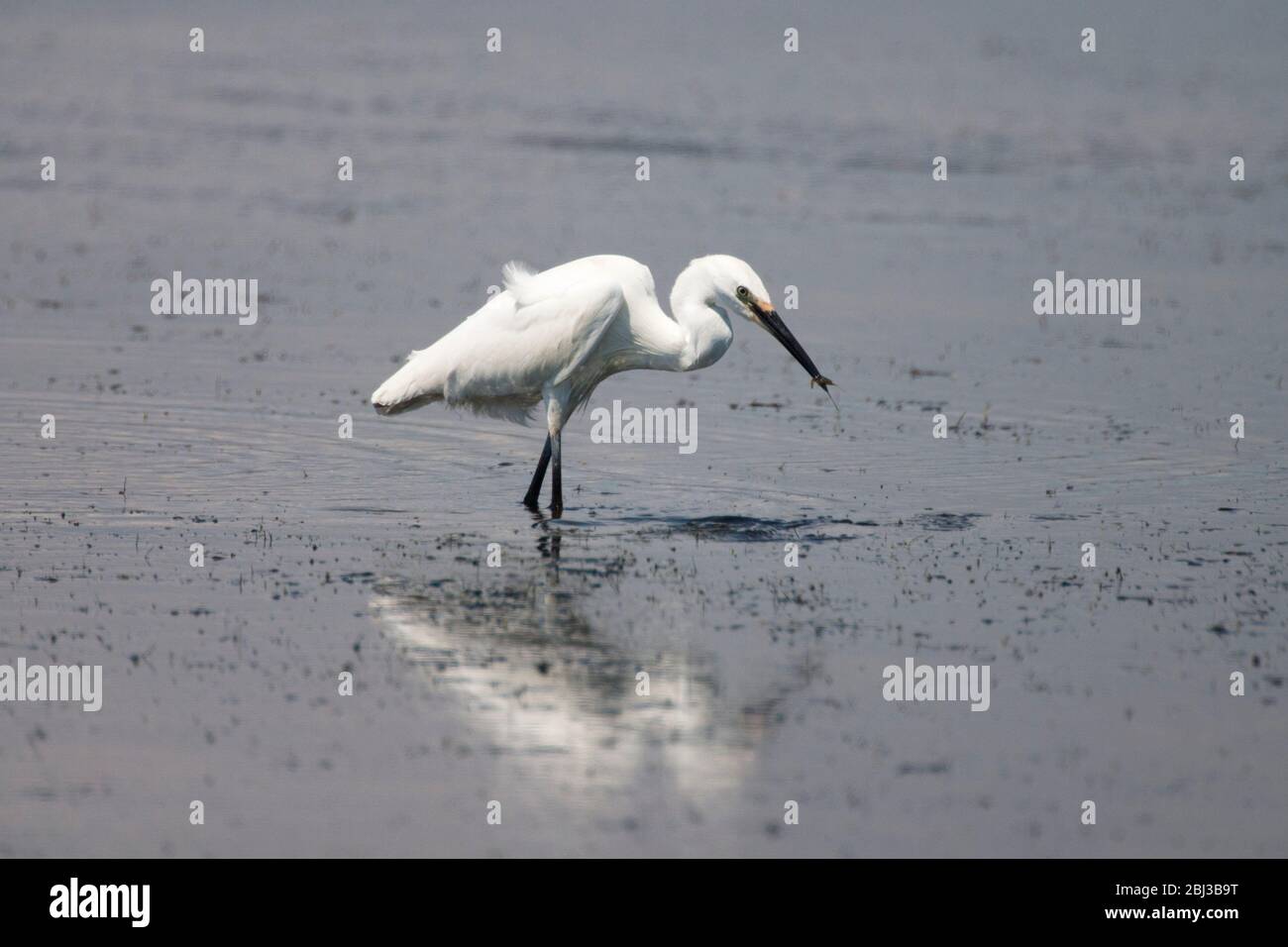 Piccolo Egret, Egretta garzetta, singolo adulto cattura preda. Pennington Marshes, Hampshire, Regno Unito. Foto Stock