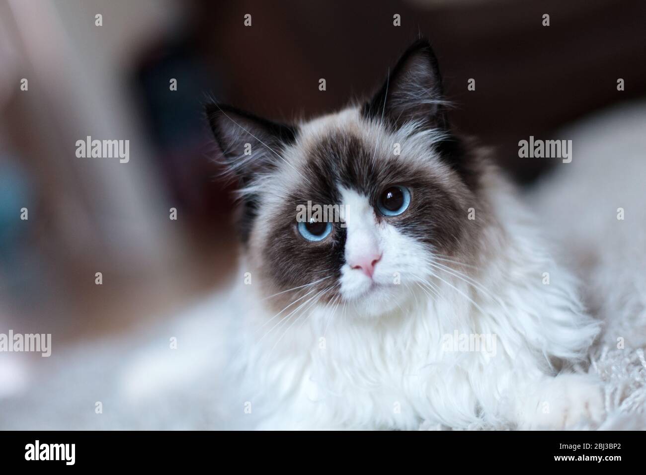 Un grande gatto di bambola maschio bicolore che si rilassa su un tappeto in una dimora domestica. Il gatto ha occhi blu vividi e pelliccia bianca e marrone Foto Stock
