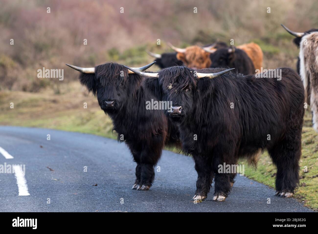 Highland bovini girovagando su una strada su Goonzion Downs in Cornovaglia. Foto Stock