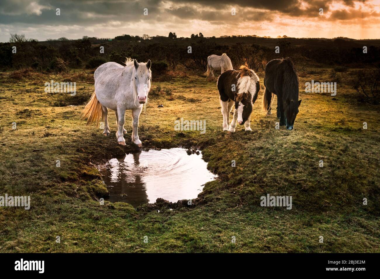 Wild Bodmin pony su Goonzion Downs su Bodmin Moor in Cornovaglia. Foto Stock