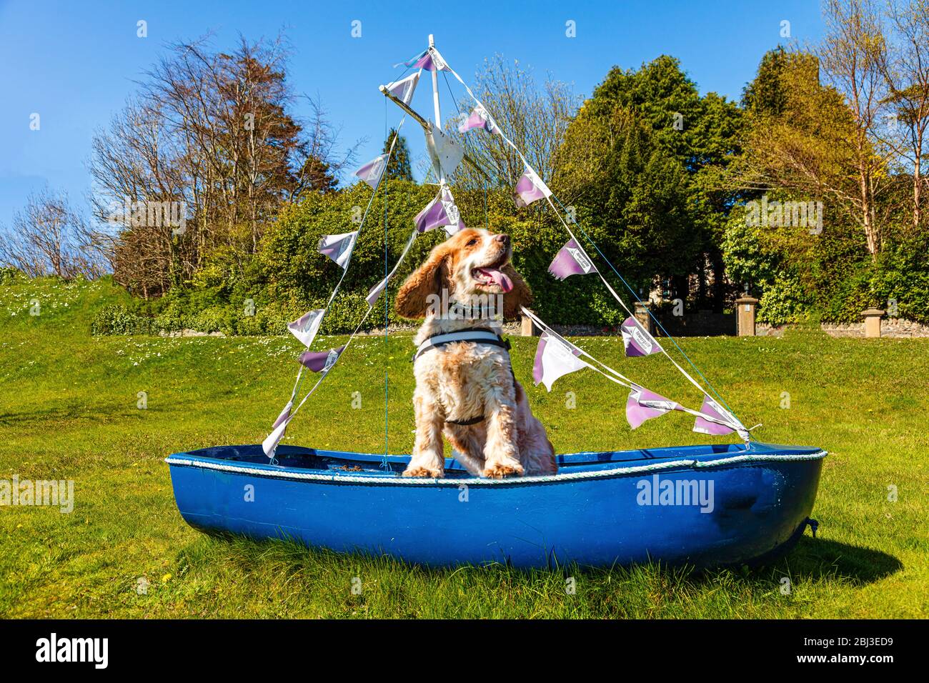 Friendly.smiling inglese cocker spaniel maschio cane su barca decorato con bandiere Foto Stock