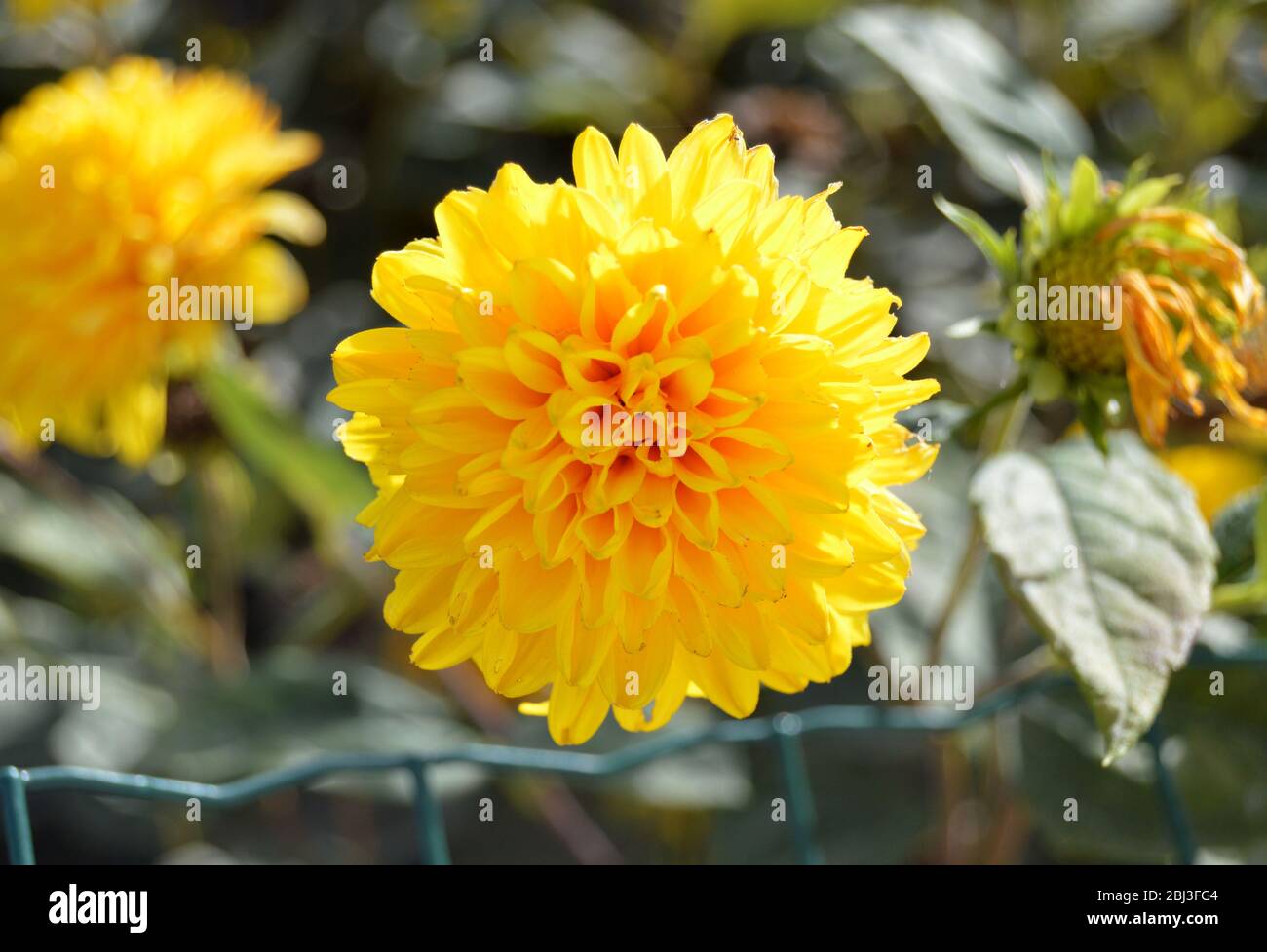 Primo piano di un fiore giallo Dhalia fiorente, menzmerizing motivi in natura, girato centrato con sfondo bookeh sfocato Foto Stock