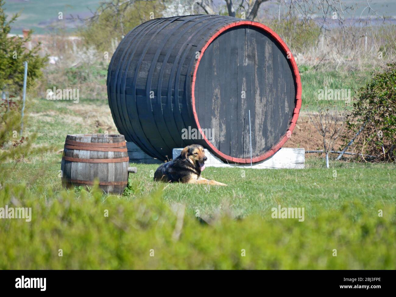 Un cane felice che protegge un grande barile decorativo in legno Foto Stock