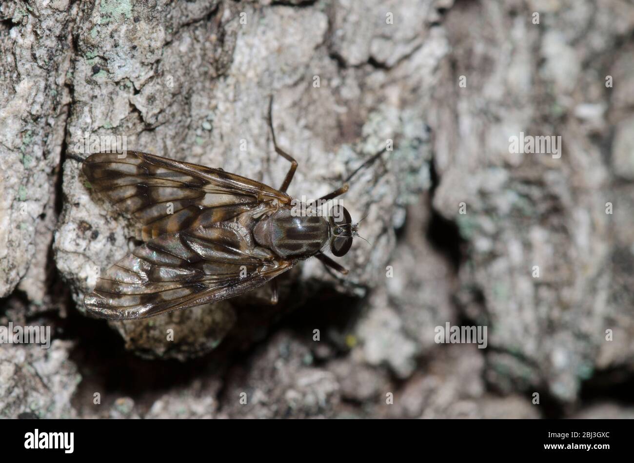 Common Snipe Fly, Rhagio mystaceus, femmina Foto Stock